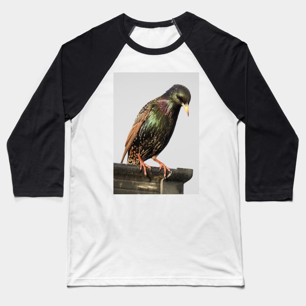 Starling Baseball T-Shirt by kirstybush